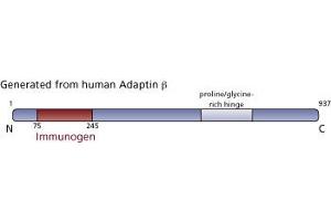 Image no. 3 for anti-Adaptor-Related Protein Complex 2, beta 1 Subunit (AP2B1) (AA 75-245) antibody (ABIN967931) (AP2B1 antibody  (AA 75-245))