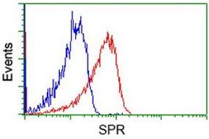 Flow Cytometry (FACS) image for anti-Sepiapterin Reductase (SPR) antibody (ABIN1501112) (SPR antibody)