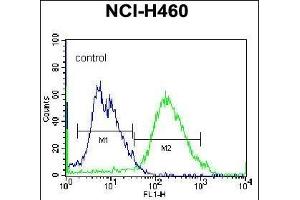GSR Antibody (C-term) (ABIN655985 and ABIN2845369) flow cytometric analysis of NCI- cells (right histogram) compared to a negative control -Rabbit IgG alone (left histogram).