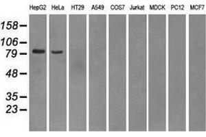 Western blot analysis of extracts (35 µg) from 9 different cell lines by using anti-PDE10A monoclonal antibody. (PDE10A antibody)