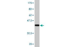 Western Blot detection against Immunogen (37. (PCDHA5 antibody  (AA 183-289))