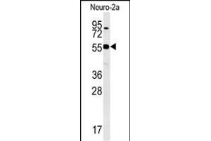 WDR18 Antibody (C-term) (ABIN651548 and ABIN2840296) western blot analysis in Neuro-2a cell line lysates (35 μg/lane). (WDR18 antibody  (C-Term))