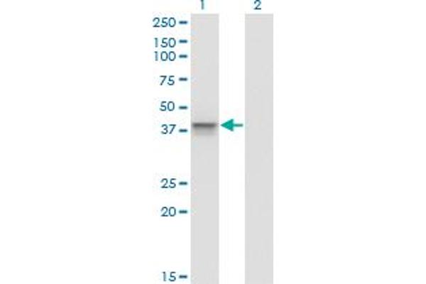 Aurora Kinase B antibody  (AA 1-90)