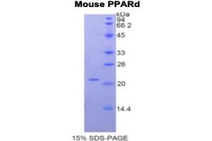 SDS-PAGE analysis of Mouse PPARD Protein. (PPARD Protein)