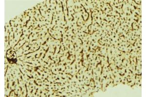 ABIN6274045 at 1/100 staining Mouse liver tissue by IHC-P. (SATB2 antibody  (Internal Region))