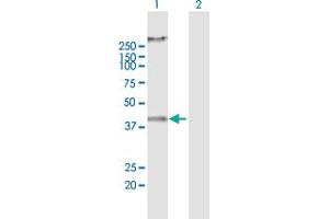 Western Blot analysis of RNF133 expression in transfected 293T cell line by RNF133 MaxPab polyclonal antibody. (RNF133 antibody  (AA 1-376))