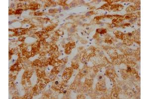 IHC image of ABIN7127329 diluted at 1:100 and staining in paraffin-embedded human liver tissue performed on a Leica BondTM system. (Recombinant AIF antibody)