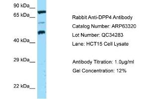 Western Blotting (WB) image for anti-Dipeptidyl-Peptidase 4 (DPP4) (N-Term) antibody (ABIN2789446) (DPP4 antibody  (N-Term))