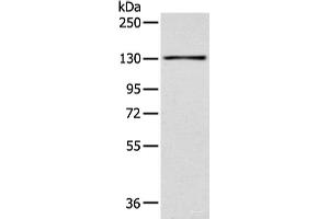 Western blot analysis of 293T cell using SMARCA1 Polyclonal Antibody at dilution of 1:450 (SMARCA1 antibody)