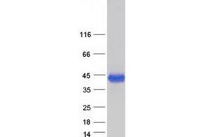 Validation with Western Blot