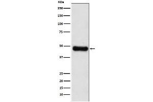Western blot analysis of ADK expression in HepG2 cell lysate. (Recombinant ADK antibody)