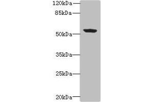 Western blot All lanes: PLEKHA8 antibody at 0. (PLEKHA8 antibody  (AA 1-300))