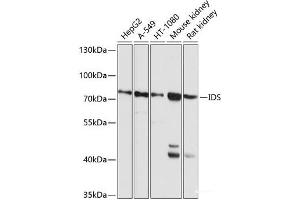 Western blot analysis of extracts of various cell lines using IDS Polyclonal Antibody at dilution of 1:1000. (IDS antibody)