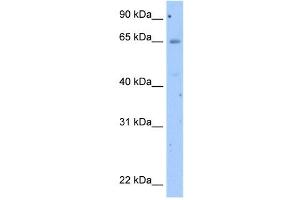 Occludin antibody used at 2. (Occludin antibody  (N-Term))