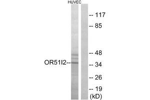 Western Blotting (WB) image for anti-Olfactory Receptor, Family 51, Subfamily I, Member 2 (OR51I2) (Internal Region) antibody (ABIN1853130)