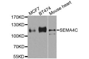 Western blot analysis of extracts of various cell lines, using SEMA4C antibody. (SEMA4C antibody  (AA 749-833))