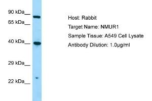 Host: RabbitTarget Name: NMUR1Antibody Dilution: 1. (NMUR1 antibody  (C-Term))