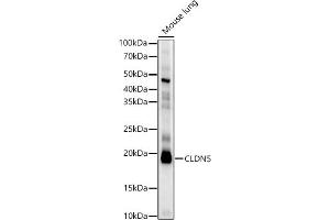 Western blot analysis of extracts of Mouse lung, using CLDN5 antibody (ABIN6127705, ABIN6138692, ABIN6138693 and ABIN6214365) at 1:2173 dilution. (Claudin 5 antibody  (AA 230-303))