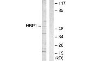 Western blot analysis of extracts from COS7 cells, using HBP1 Antibody. (HBP1 antibody  (AA 431-480))