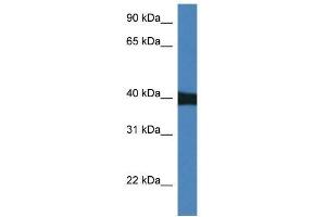 Western Blot showing Mapk9 antibody used at a concentration of 1. (JNK2 antibody  (N-Term))