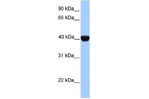 CK2 alpha antibody used at 1 ug/ml to detect target protein. (CSNK2A1/CK II alpha antibody  (C-Term))