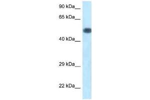 Western Blot showing Pik3r1 antibody used at a concentration of 1. (PIK3R1 antibody  (C-Term))