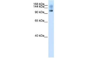 WB Suggested Anti-SFRS8 Antibody Titration:  2. (SFRS8 antibody  (N-Term))