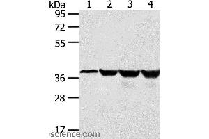 Western blot analysis of Human normal liver tissue and hepg2 cell, Jurkat and K562 cell, using HMOX2 Polyclonal Antibody at dilution of 1:550 (HMOX2 antibody)
