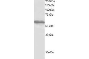 Western Blotting (WB) image for anti-Tripartite Motif-containing 4 (TRIM4) (C-Term) antibody (ABIN2466398) (TRIM4 antibody  (C-Term))