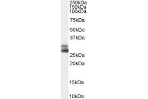 Staining of human testis lysate (35µg protein in RIPA buffer) with ABIN185328 (0. (COMT antibody  (N-Term))