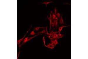 ABIN6278239 staining HepG2 by IF/ICC. (TSPO antibody  (C-Term))