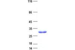 Validation with Western Blot (C6orf106 Protein (His tag))