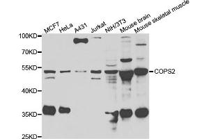 Western blot analysis of extracts of various cell lines, using COPS2 antibody (ABIN5974233) at 1/1000 dilution. (COPS2 antibody)