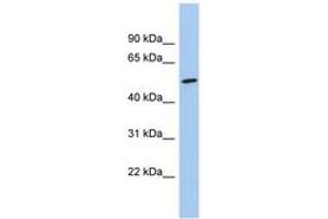 Image no. 1 for anti-Naked Cuticle Homolog 1 (NKD1) (C-Term) antibody (ABIN6744706) (NKD1 antibody  (C-Term))