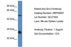 Western Blotting (WB) image for anti-SHC (Src Homology 2 Domain Containing) Transforming Protein 3 (SHC3) (N-Term) antibody (ABIN2786991)