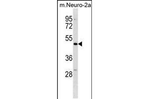 Western blot analysis in mouse Neuro-2a cell line lysates (35ug/lane). (DCDC2 antibody  (C-Term))