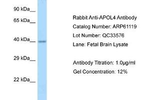 Western Blotting (WB) image for anti-Apolipoprotein L, 4 (APOL4) (N-Term) antibody (ABIN2788681)
