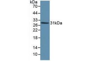 Western blot analysis of recombinant Human KLK1. (Kallikrein 1 antibody  (AA 25-261))