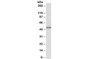 Western blot testing of HepG2 lysate with OAS1 antibody at 1ug/ml. (OAS1 antibody)