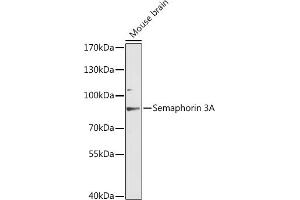 Western blot analysis of extracts of mouse brain, using Semaphorin 3A antibody (ABIN6134919, ABIN6147507, ABIN6147509 and ABIN6216796) at 1:3000 dilution. (SEMA3A antibody  (AA 300-400))
