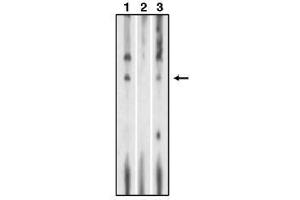Image no. 1 for anti-Sphingosine-1-Phosphate Receptor 1 (S1PR1) (C-Term) antibody (ABIN264982) (S1PR1 antibody  (C-Term))