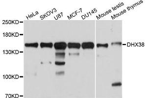 Western blot analysis of extracts of various cells, using DHX38 antibody. (DHX38 antibody)