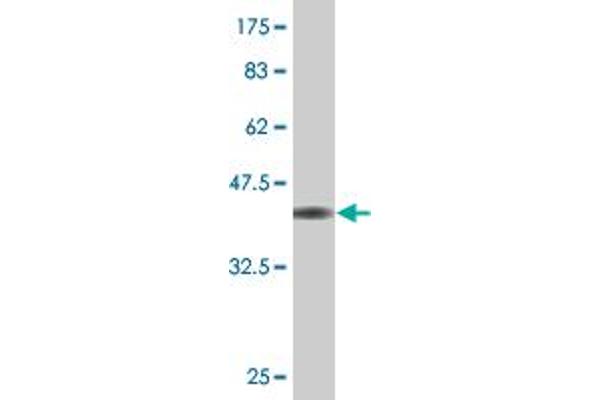 DND1 antibody  (AA 167-260)