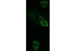 Image no. 2 for anti-TSC22 Domain Family, Member 3 (TSC22D3) antibody (ABIN1498455) (TSC22D3 antibody)