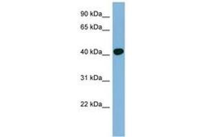 Image no. 1 for anti-Ring Finger Protein 1 (RING1) (AA 215-264) antibody (ABIN6742007) (RING1 antibody  (AA 215-264))