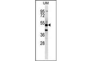 Western blot analysis of PNLIPRP3 Antibody (N-term) Cat. (PNLIPRP3 antibody  (N-Term))
