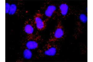 Proximity Ligation Analysis of protein-protein interactions between HCK and SOS1. (HCK antibody  (AA 1-505))