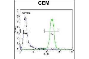 Flow cytometric analysis of CEM cells (right histogram) compared to a negative control cell (left histogram). (POLG antibody  (C-Term))
