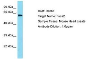 Image no. 1 for anti-Fucosidase, alpha-L- 2, Plasma (FUCA2) (AA 201-250) antibody (ABIN6749904) (FUCA2 antibody  (AA 201-250))