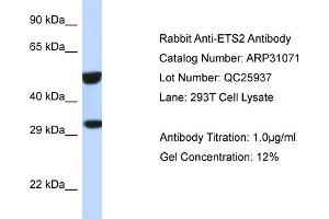 WB Suggested Anti-ETS2 Antibody   Titration: 1. (ETS2 antibody  (Middle Region))